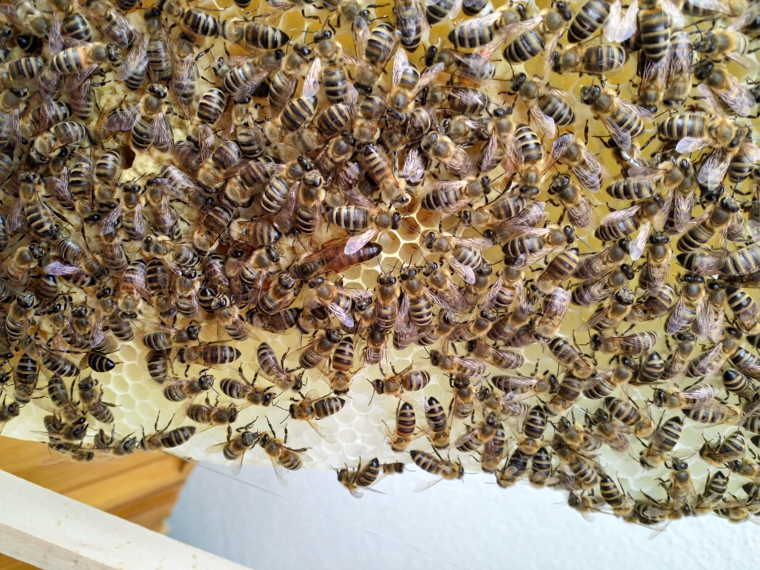 Bienen